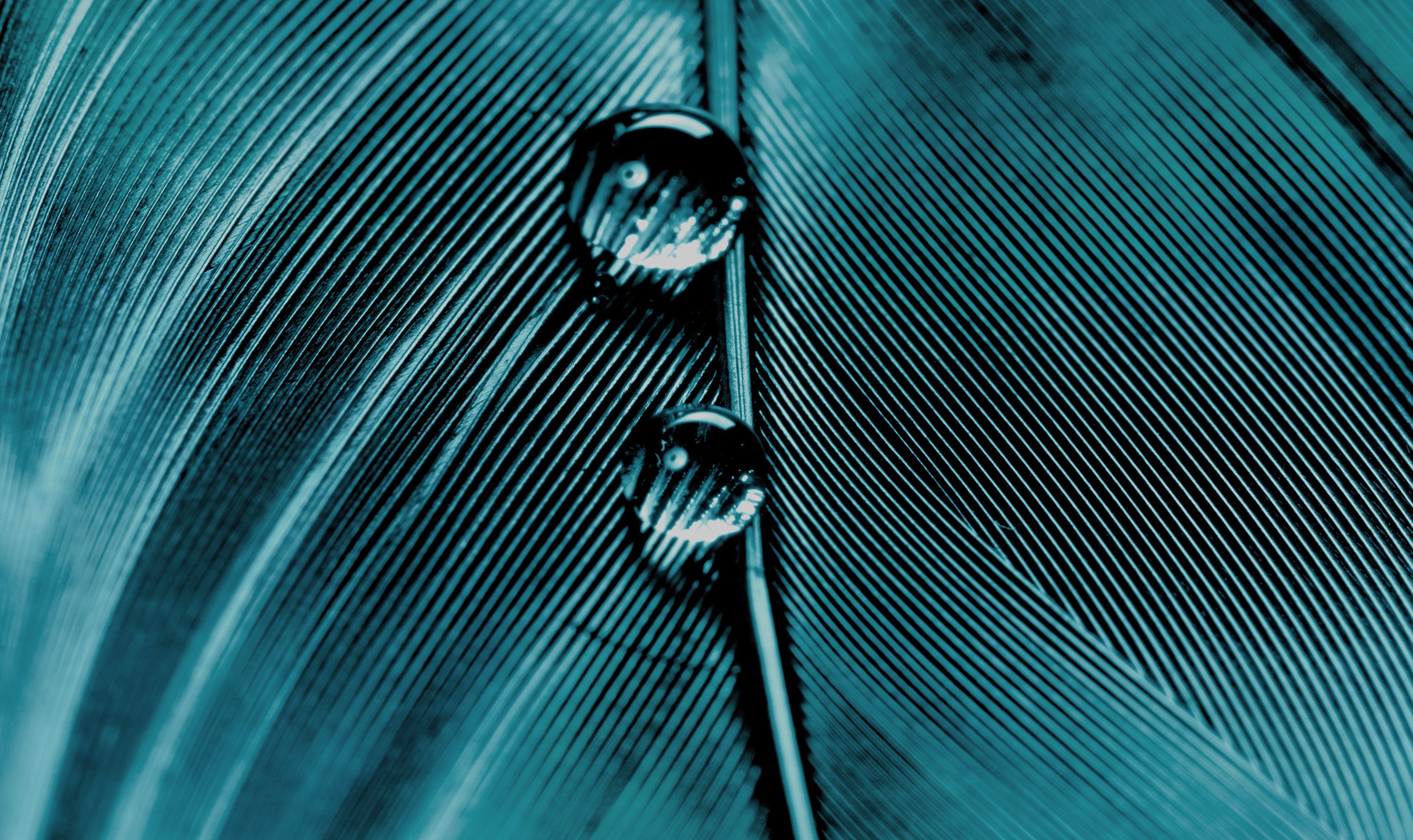 FH-StandardHero-Why Fordham.jpg