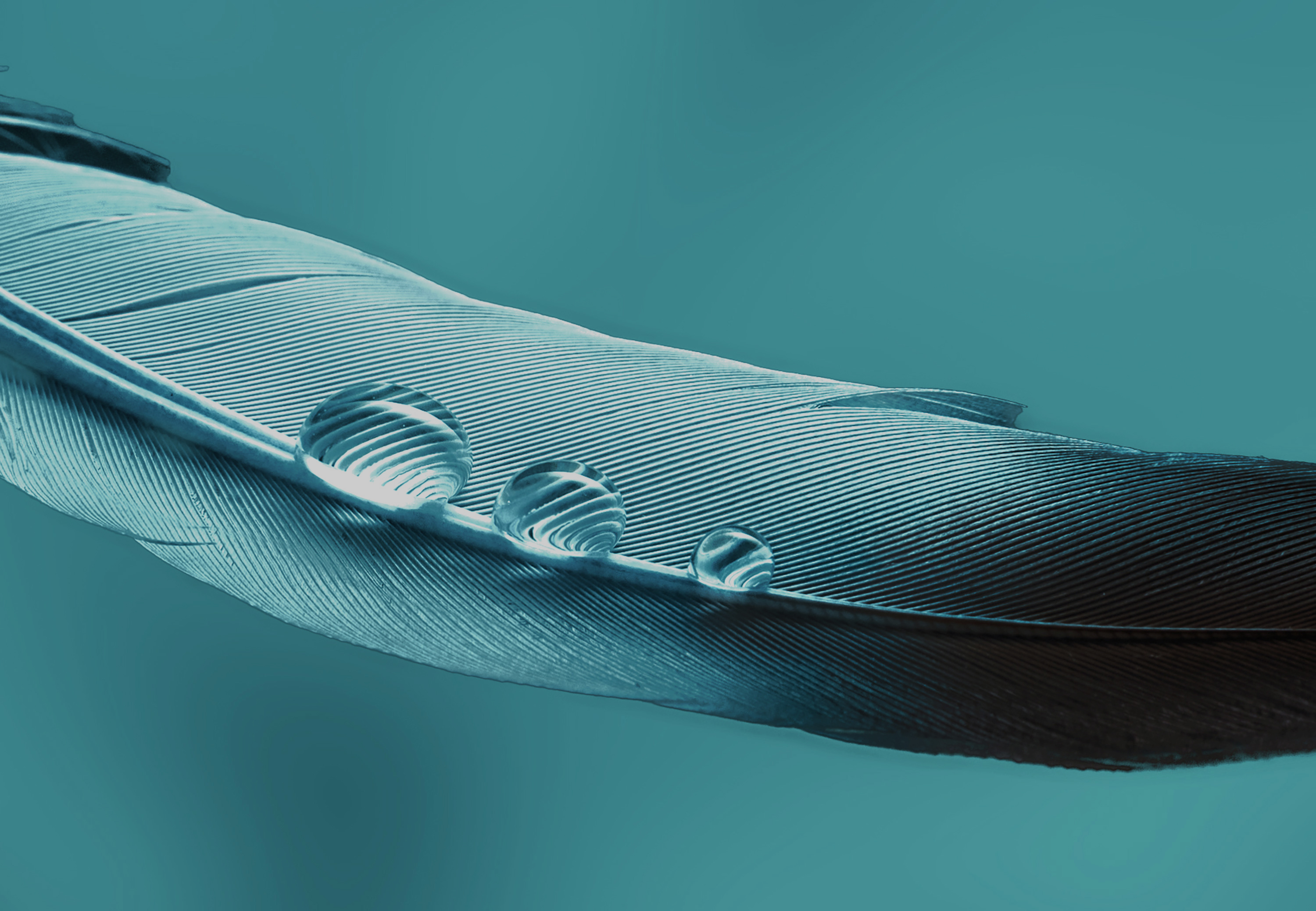 FH-StandardHero-protect your family.jpg