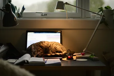 home-office-cat-746-419.png